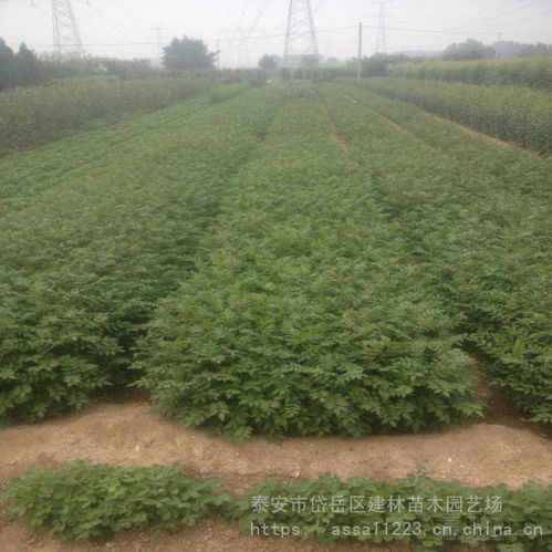 山东大红袍花椒报价图片大全 泰安市岱岳区建林苗木园艺场