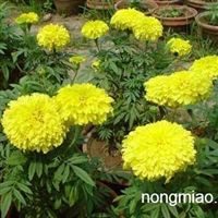 绿化苗木 草花地被 宿根花卉 花灌木山东 潍坊青州昌旺苗木基地产品供应第8页