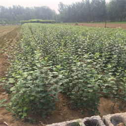 日喀则的黑钻苹果苗种植技术指导